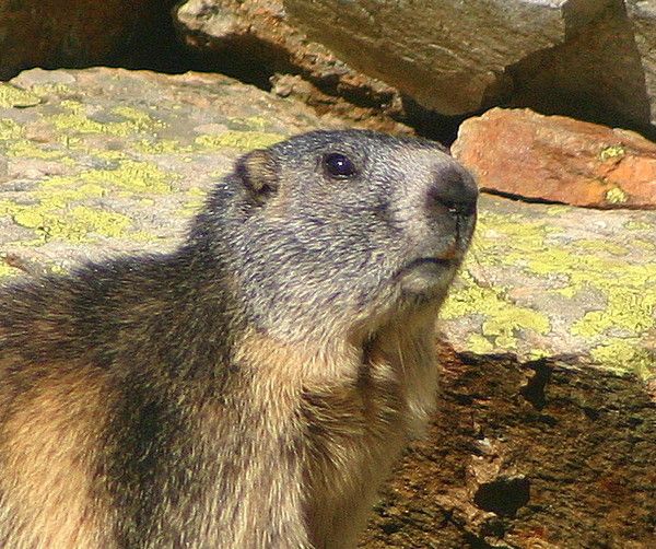 marmotte