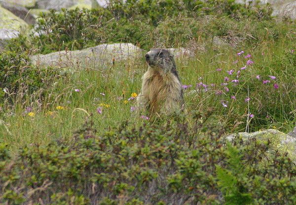 Marmotte qui se cache?