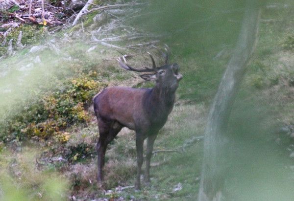 Le brame du cerf
