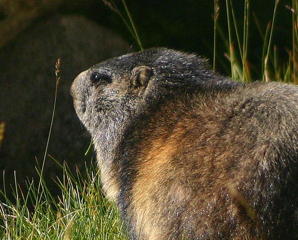 toujours marmotte