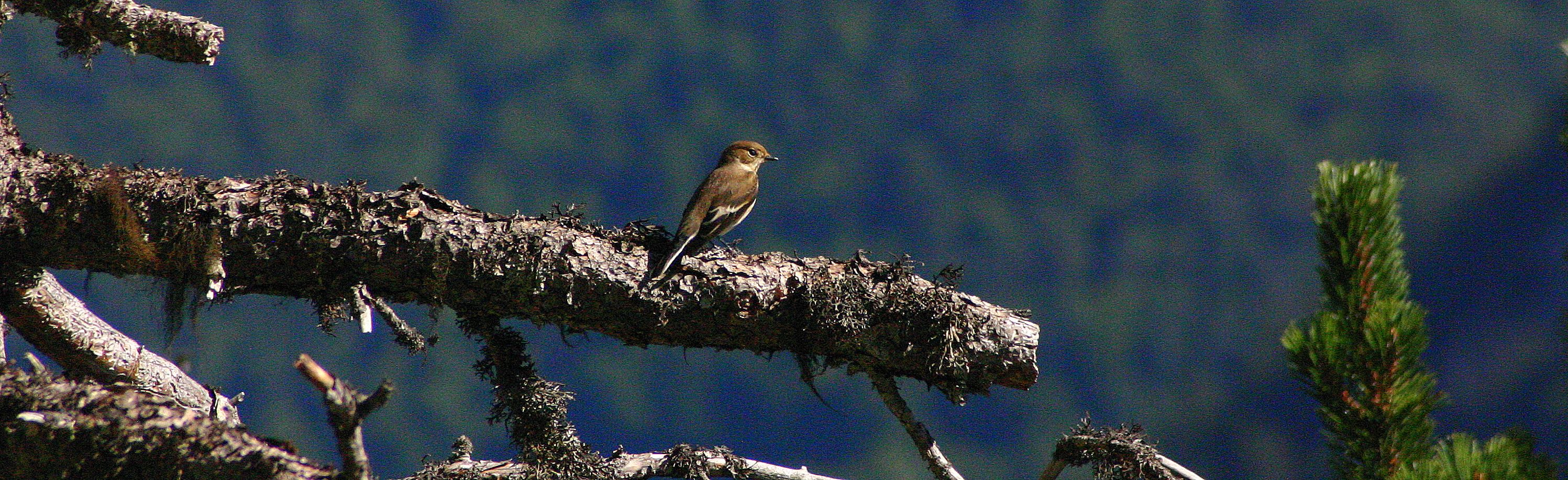 rencontre cauterets